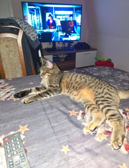 Katzen Dame - Bernburg (Saale)