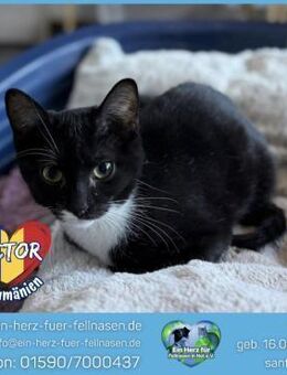 Victor sehnt sich nach einem Zuhause! - Waakirchen