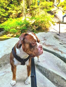 Old Englische Bulldogge (Bazi) - Sulzbach-Rosenberg