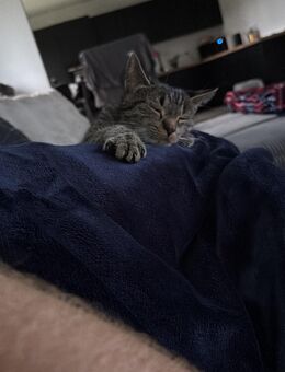 1 Jahr alte Molly Katze - Weener