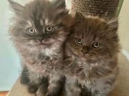 Perser Katzen Babys - Euskirchen Zentrum