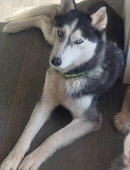 Maya Aufgeweckte Husky-Dame sucht... - Rambin