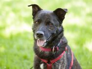 Jacky Boy - Mischling - 3 Jahre - Tierhilfe Franken e.V. - Lauf (Pegnitz) Zentrum