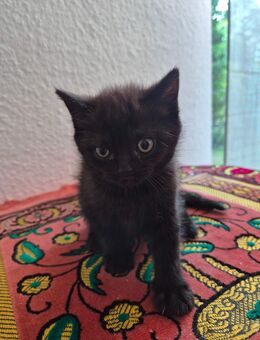 Bkh kitten choclate tabby - Rhede