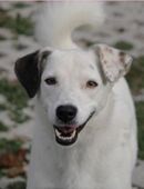 Shilo ist süß, offen und neugierig :-) in 61184