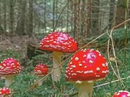 Fliegenpilz getrocknet (Amanita Muscaria) - Sindelfingen Zentrum