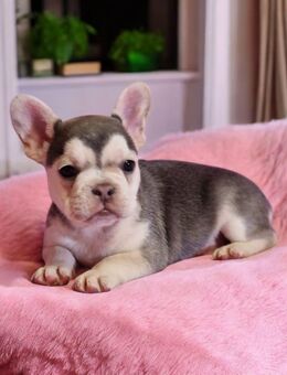 Französische Bulldoggenwelpen in liebevolle Hände abzugeben - Espelkamp