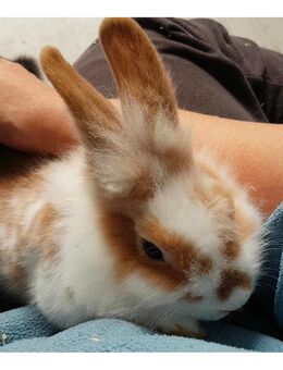 Reinrassige löwenkopf Teddy Zwergkaninchen ❤️🌹❤️🌹❤️🌹 - Minden (Nordrhein-Westfalen)