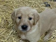 Süsse Doodle Welpen (Golden Retriever, Labradoodle) - Altenmoor