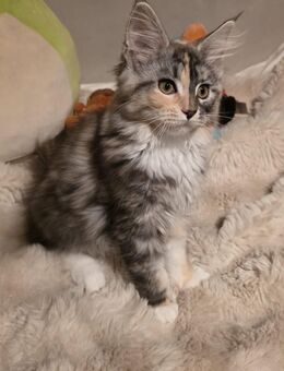 Main Coon Kitten reinrassig - Gardelegen (Hansestadt) Berge