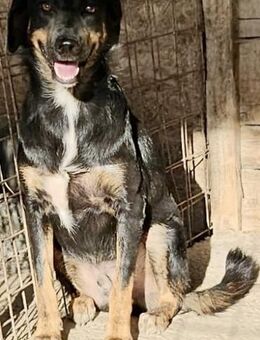 RILEY möchte dein bester Freund sein - Weilheim (Oberbayern)