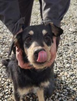 Biju - verspielter Hundebub - Lohra