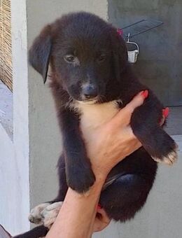 Süße Welpin ♥Sienna♥ Schäfi-Mix-Schnute - Hamburg