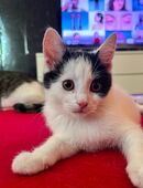 1 glückskitten und 1 Kater abzugeben in 12619