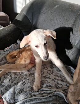 Bianca 💛 Hundemädchen sucht Happy-Home - Bad Karlshafen