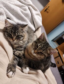 Süßes Kitten sucht liebevolles Zuhause - Weyerbusch
