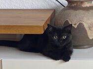 BKH Katze - Bochum Hustadt