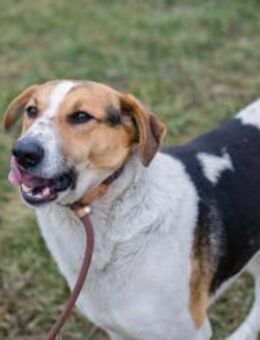 TOTO - begierig nach Neuem - Overath