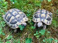 Griechische Landschildkröten - Lorsch (Karolingerstadt) Zentrum