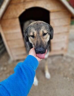 Mira - Anfängerhund - Dreikirchen