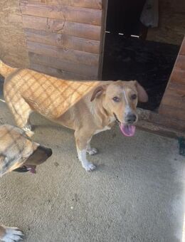 Die liebevolle Gina sucht Dich - Hamburg