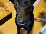 Elly sucht liebe Menschen - Neuhausen (Fildern)