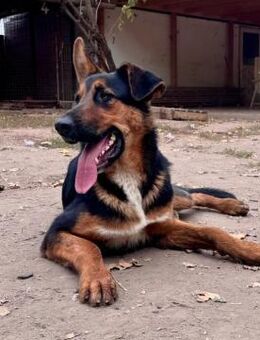 Bonbon will einfach nur gefallen - Olsberg