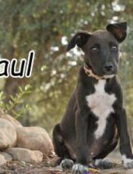 Verliebst du dich in Raul?? - Essingen (Rheinland-Pfalz)