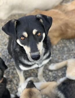 Pflegestelle gesucht für unseren Koda - Celle