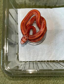 Kornnatter Nachzuchten - Kaufbeuren