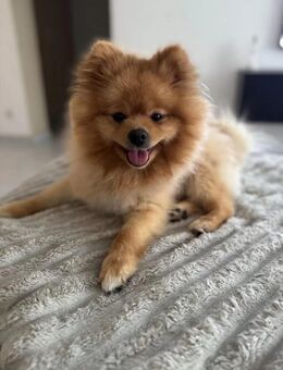 Pomeranian Zwergspitz - Hallgarten (Pfalz)