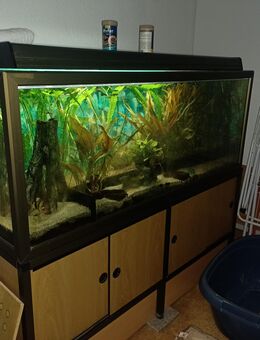 Aquarium kompl. Besatz und Unterschrank - Lübeck
