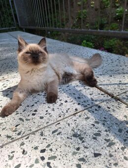 Reinrassige Neva Masquarade Kitten Katzen Kater - Wuppertal