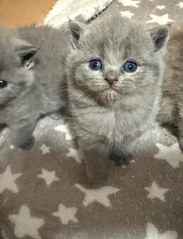 Bkh kitten 6 Babys - Hamburg Harburg