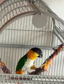 Papageien-Paar zu verkaufen (männlich & weiblich) in 67304