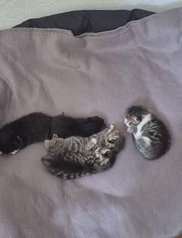 Kitten Babys - Herne