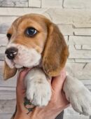 Beaglewelpe weiblich in 99955