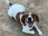 HANDY - ein GANZ besonderer Hund - Dänischenhagen