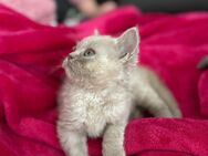 Britisch Kurzhaare Katzen - Gera