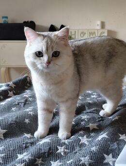 Deckkater BKH Silver Shaded - Bochum