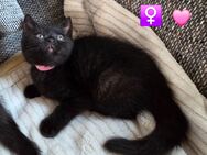 Wunderschöne BKH Kitten - Hilden