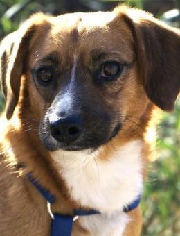 Kenji-freundlich und zugänglich - Haan