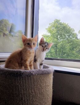 2 wunderschöne Kitten ( 2 Katerchen ) - Köln