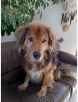 Casimo wartet in 56379 Oberwies - Oberwies