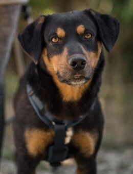 Mico 💗 neugierig, verschmust, lieb! - Hamburg