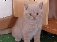 Kleines BKH Kätzchen in Lilac Tortie - Neustadt (Vogtland)