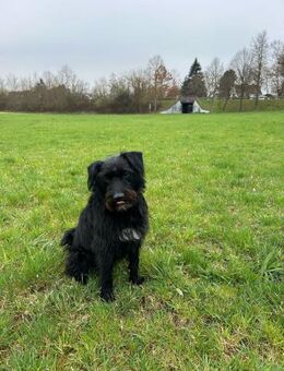 🩵 Alfi sucht ein neues Zuhause vielle - Kassel