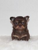 Reinrassige Chihuahua Welpen in Lilac und Schoko mit Ahnentafel in 06366