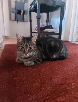 Maincoon-russischblau Mix Katze, 2 Jahre - Preetz (Schleswig-Holstein)