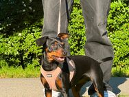 Zwergpinscher Welpen - Darmstadt